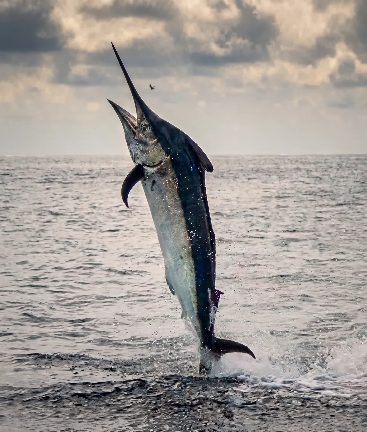 Blue marlin jumping out of the water while fighting the line, Gulf of Papagayo
