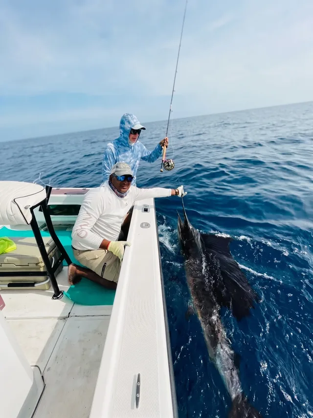 Sailfish released boatside on a fly rod, Gulf of Papagayo